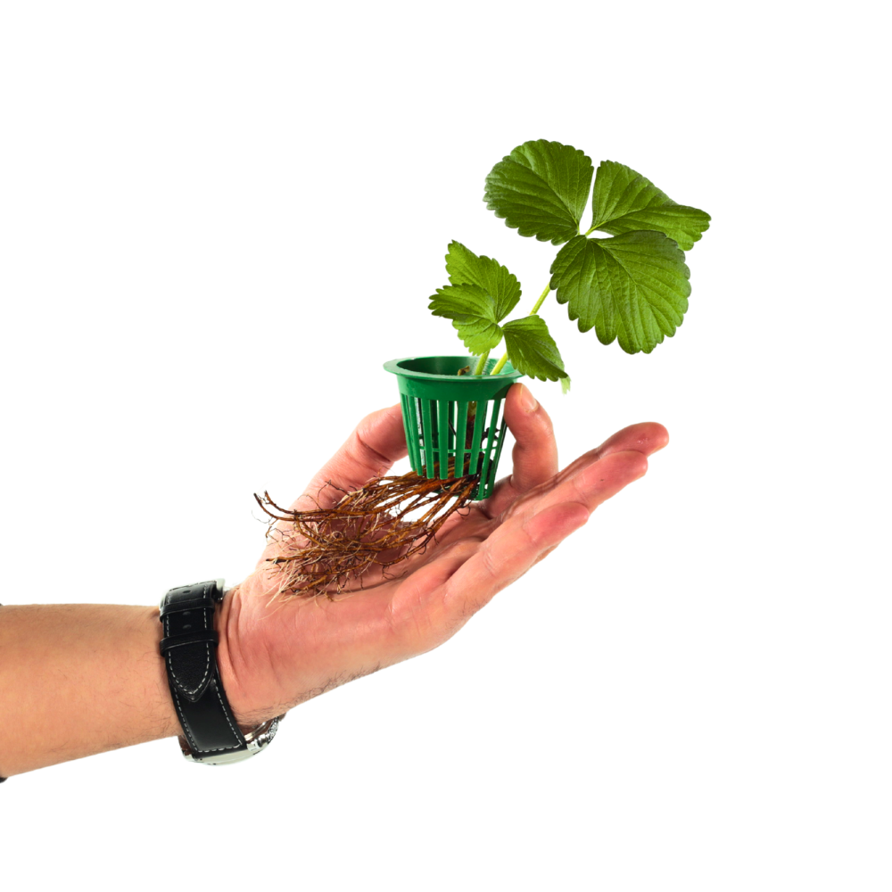 Topraksız Tarım File Bardak - Yeşil ( 200 Adt.)